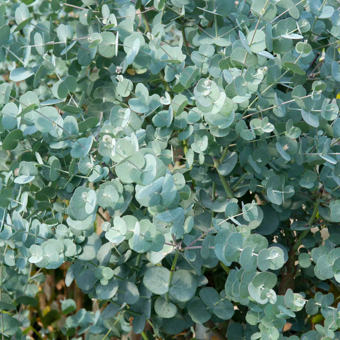 Eucalyptus Gunnii 'Azura'