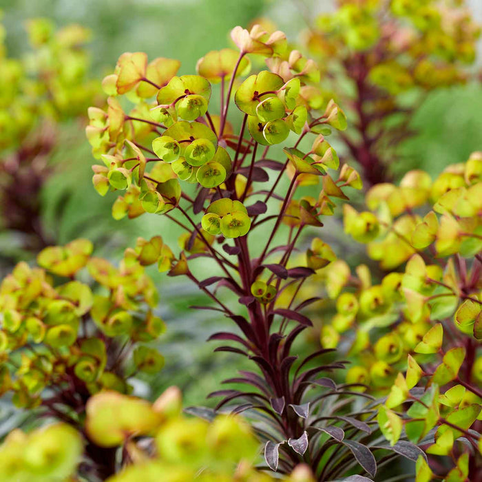 Euphorbia 'Miners Merlot'