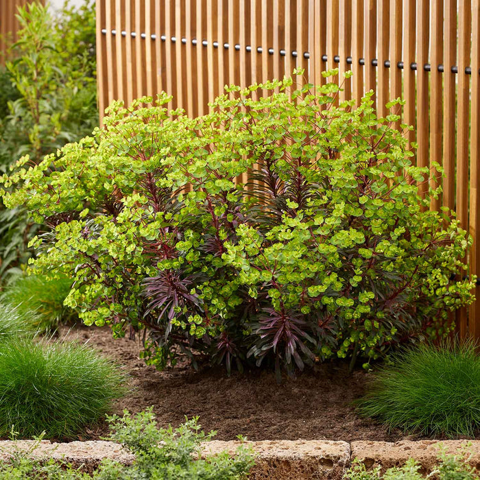 Euphorbia 'Miners Merlot'