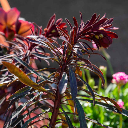 Euphorbia 'Miners Merlot'