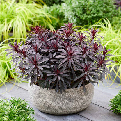 Euphorbia 'Miners Merlot'