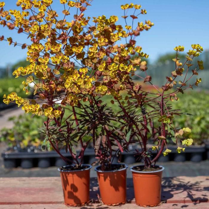Euphorbia 'Miners Merlot'