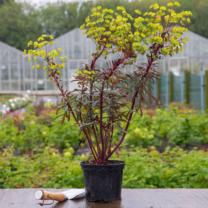 Euphorbia 'Miners Merlot'