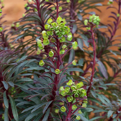 Euphorbia 'Miners Merlot'
