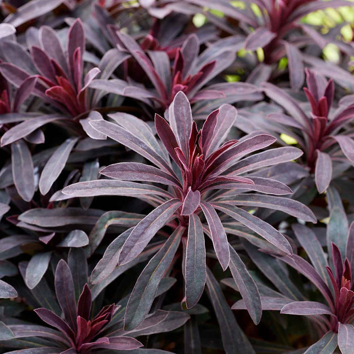Euphorbia 'Miners Merlot'