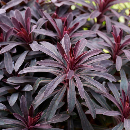 Euphorbia 'Miners Merlot'