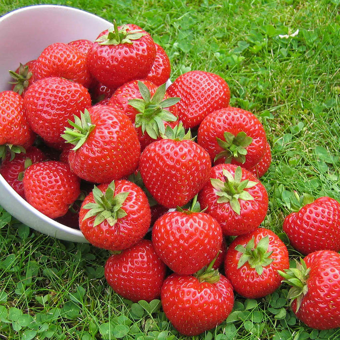 Everbearing Strawberry 'Finesse'