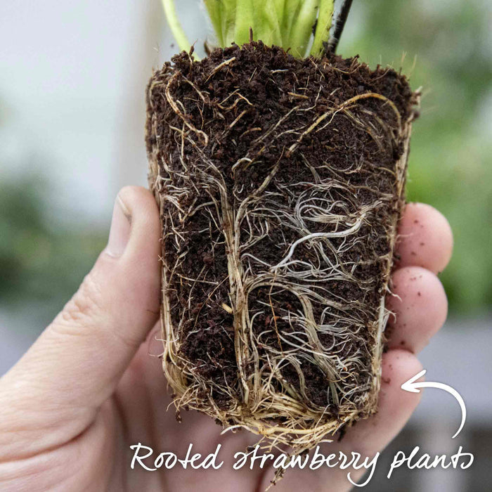 Everbearing Strawberry 'Finesse'
