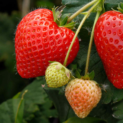 Everbearing Strawberry 'Finesse'