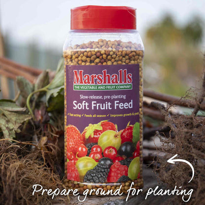 Everbearing Strawberry 'Finesse'