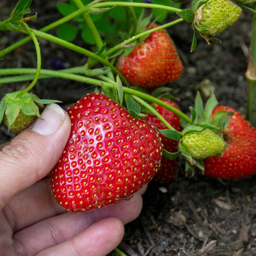 Everbearing Strawberry 'Flamenco'