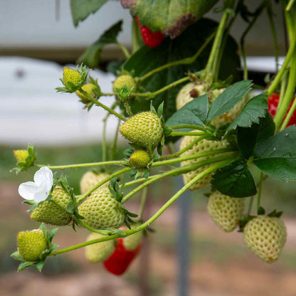 Everbearing Strawberry 'Flamenco'