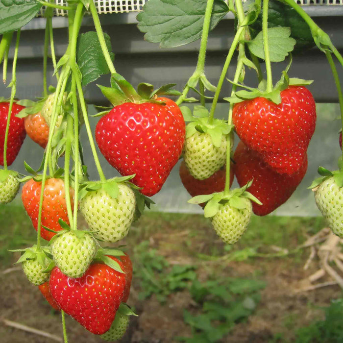 Everbearing Strawberry  'Malling Champion'