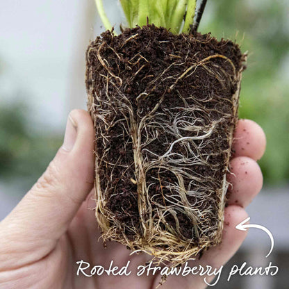 Everbearing Strawberry  'Malling Champion'