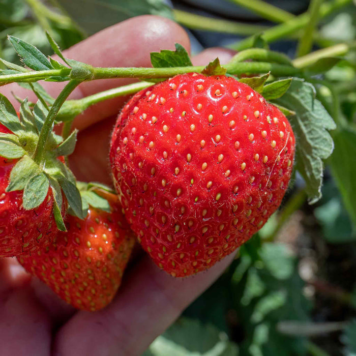 Everbearing Strawberry  'Malling Champion'