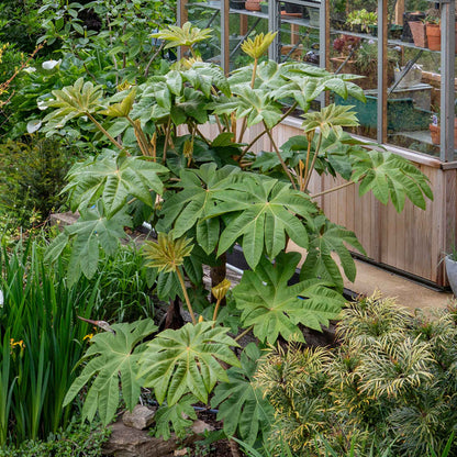 Fatsia japonica
