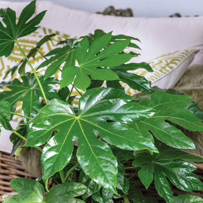 Fatsia japonica