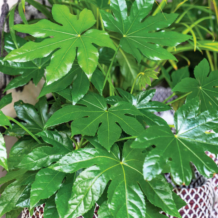 Fatsia japonica