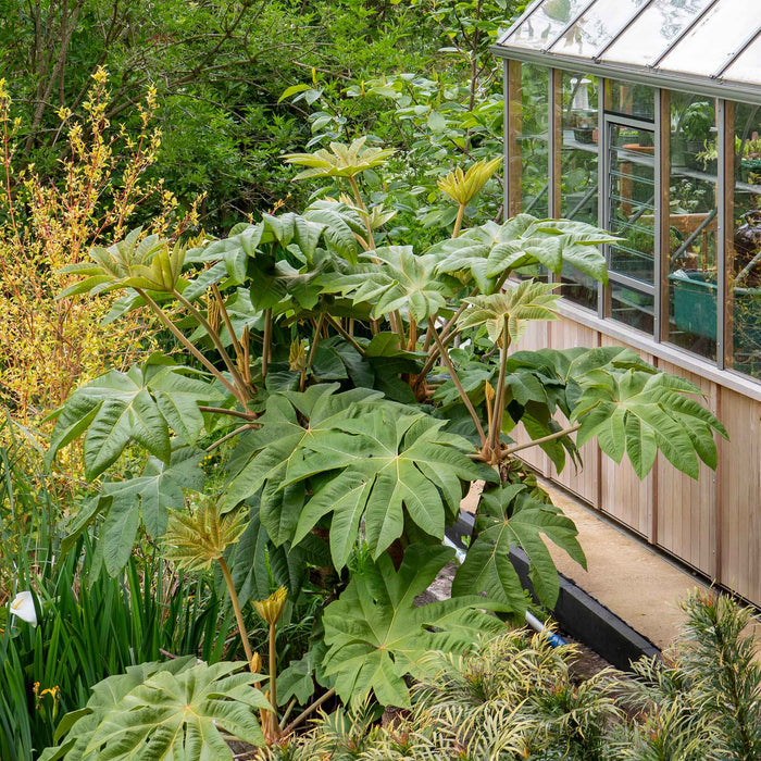 Fatsia japonica
