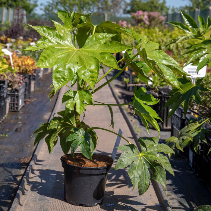 Fatsia japonica