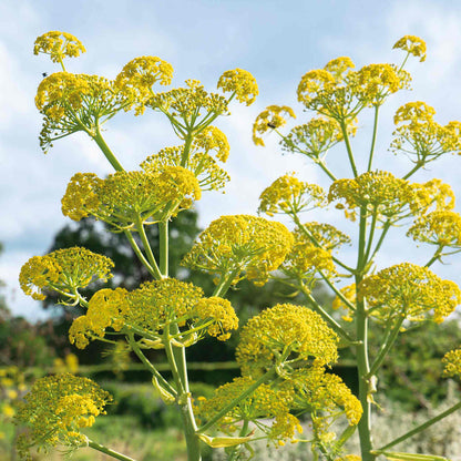 Fennel Plant