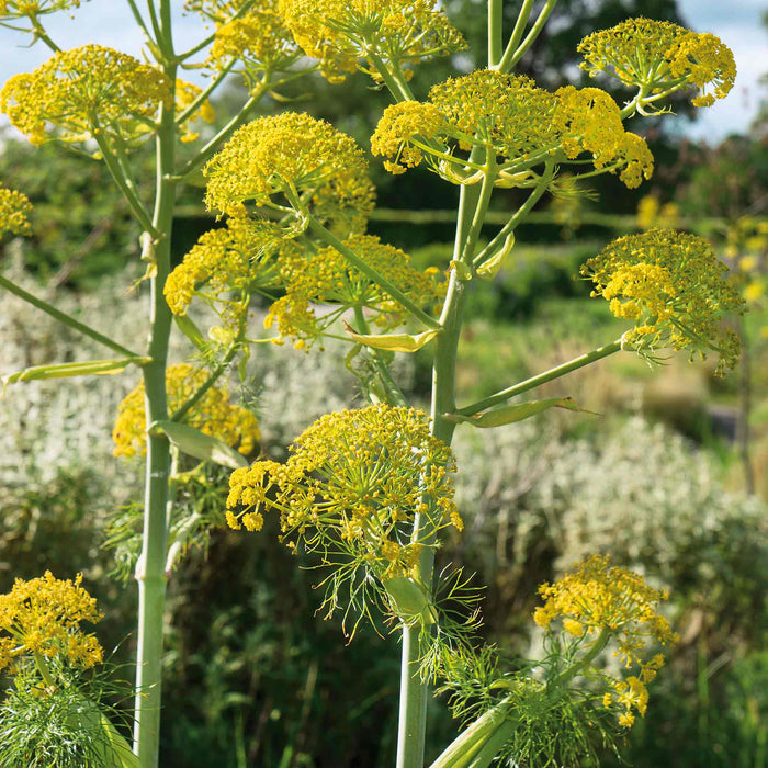 Fennel Plant