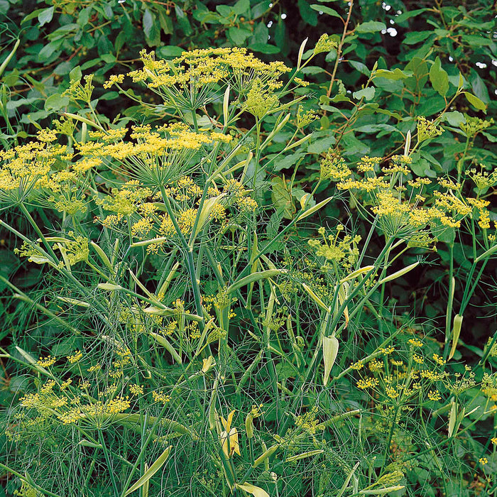 Fennel Plant