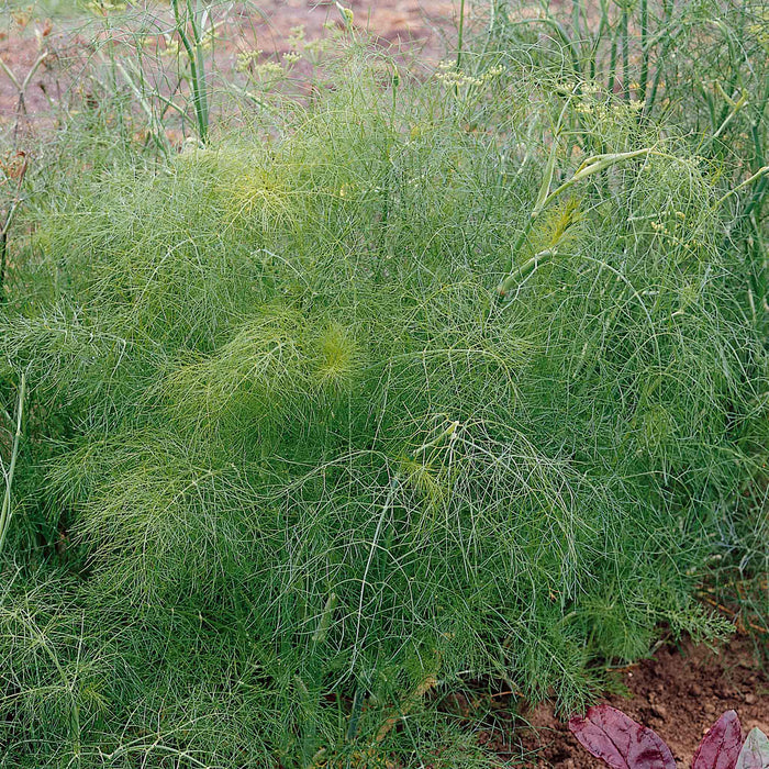 Fennel Plant