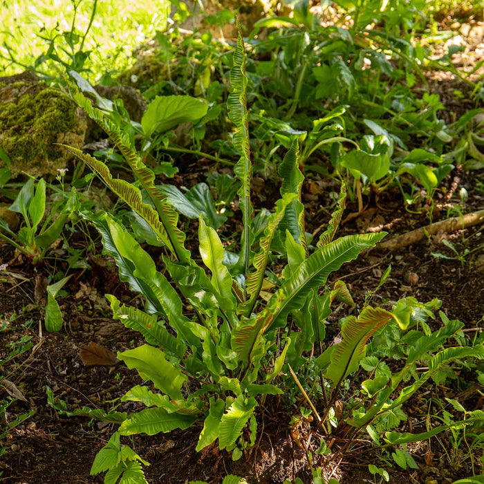 Fern 'Asplenium Scolopendrium'