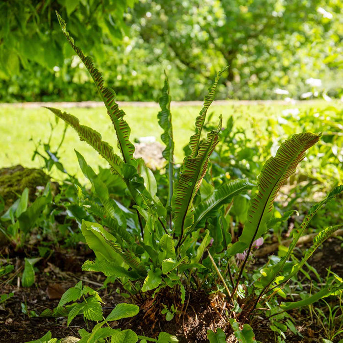 Fern 'Asplenium Scolopendrium'