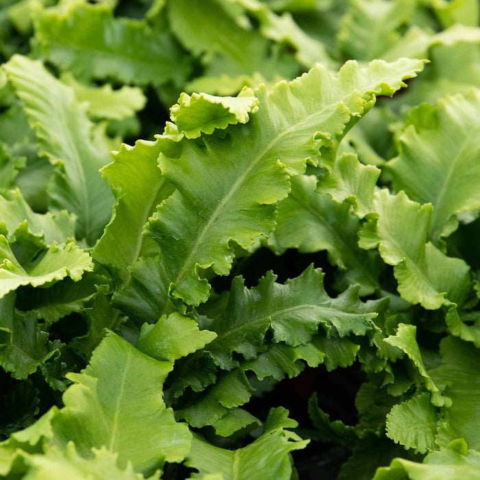 Fern 'Asplenium Scolopendrium'
