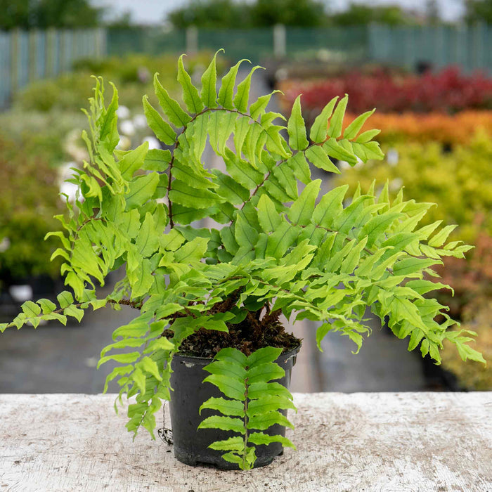 Fern 'Cyrtomium Fortunei' - 9cm Pot