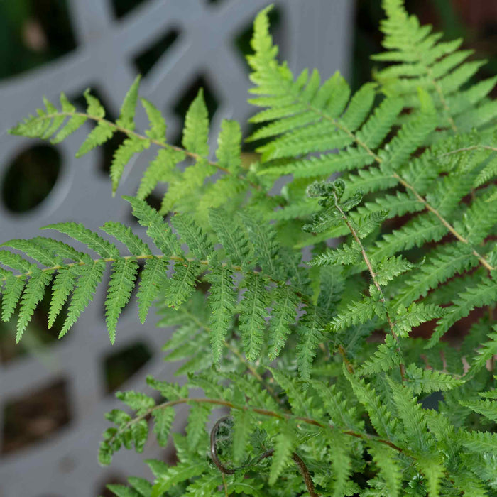 Fern 'Dicksonia Antarctica'