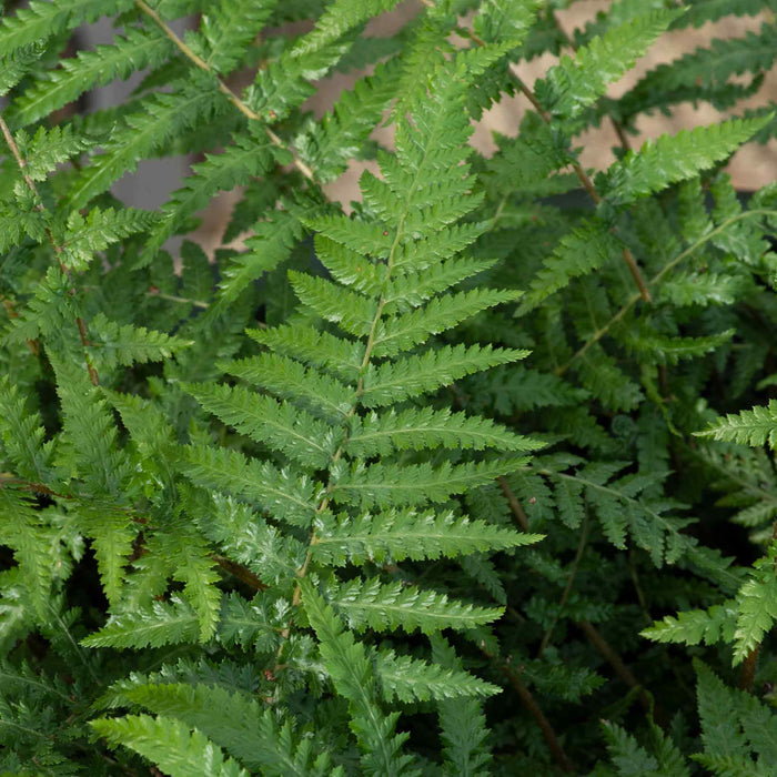 Fern 'Dicksonia Antarctica'
