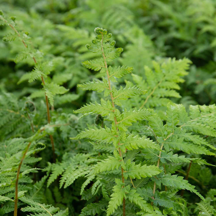 Fern 'Dicksonia Antarctica'