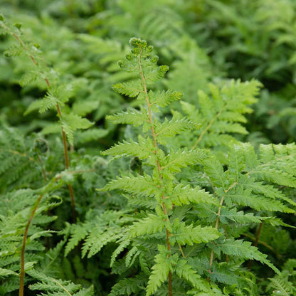Fern 'Dicksonia Antarctica'