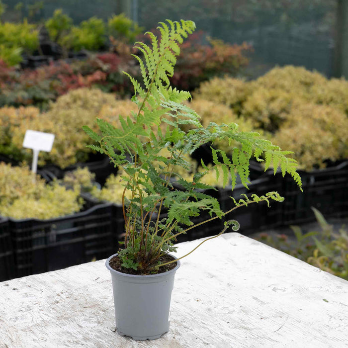 Fern 'Dicksonia antarctica' - 9cm Pot