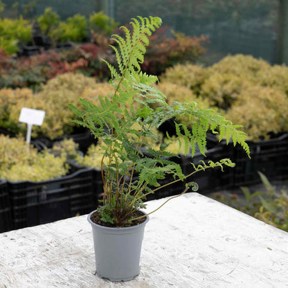 Fern 'Dicksonia antarctica' - 9cm Pot