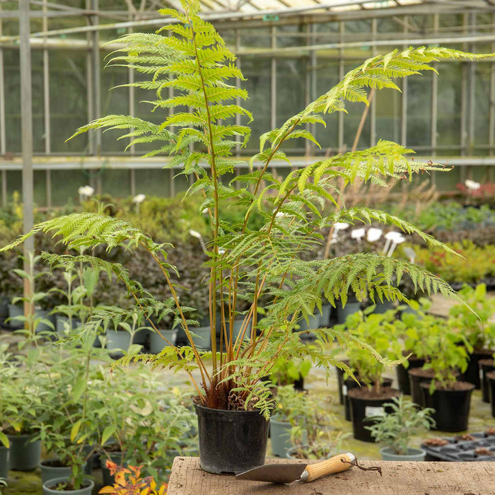 Fern 'Dicksonia Antarctica'