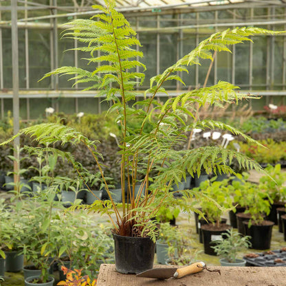 Fern 'Dicksonia Antarctica'