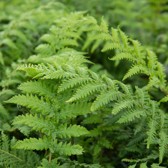 Fern 'Dicksonia Antarctica'