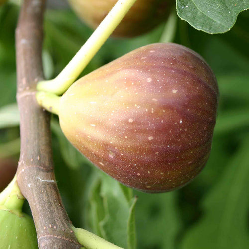 Fig 'Goutte d'Or'