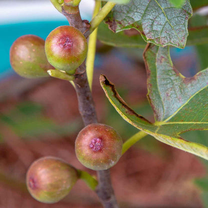 Fig 'Little Miss Figgy'