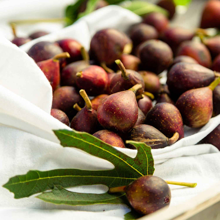 Fig 'Little Miss Figgy'