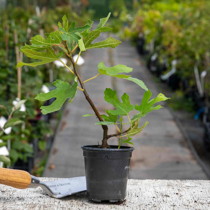 Fig 'Little Miss Figgy'