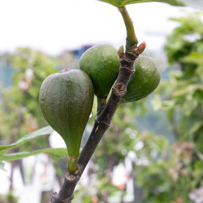 Fig 'Little Miss Figgy'