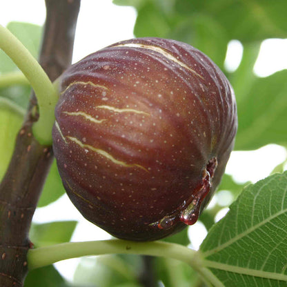 Fig 'Madeline Des Deux Saisons'