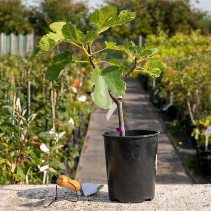 Fig 'Madeline Des Deux Saisons'