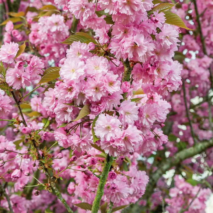 Close-up of pink cherry blossoms with a blurred background
