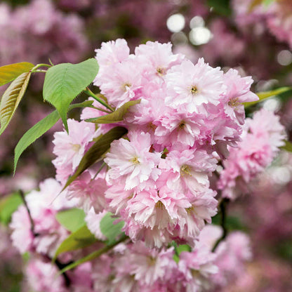 Flowering Cherry 'Kanzan'